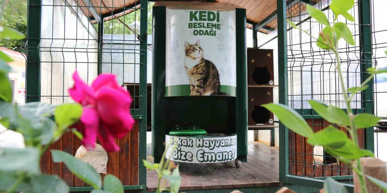 Konya'da sokak hayvanları için 'otomatik' sistem