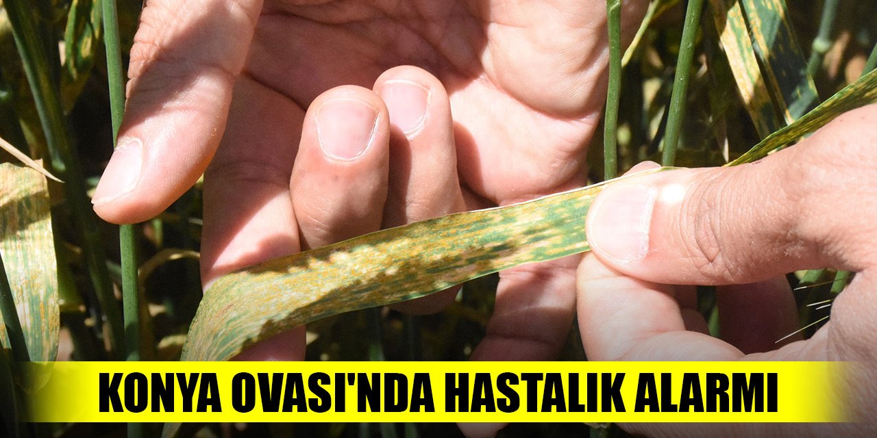 Türkiye'nin tahıl ambarı Konya Ovası'nda hastalık alarmı