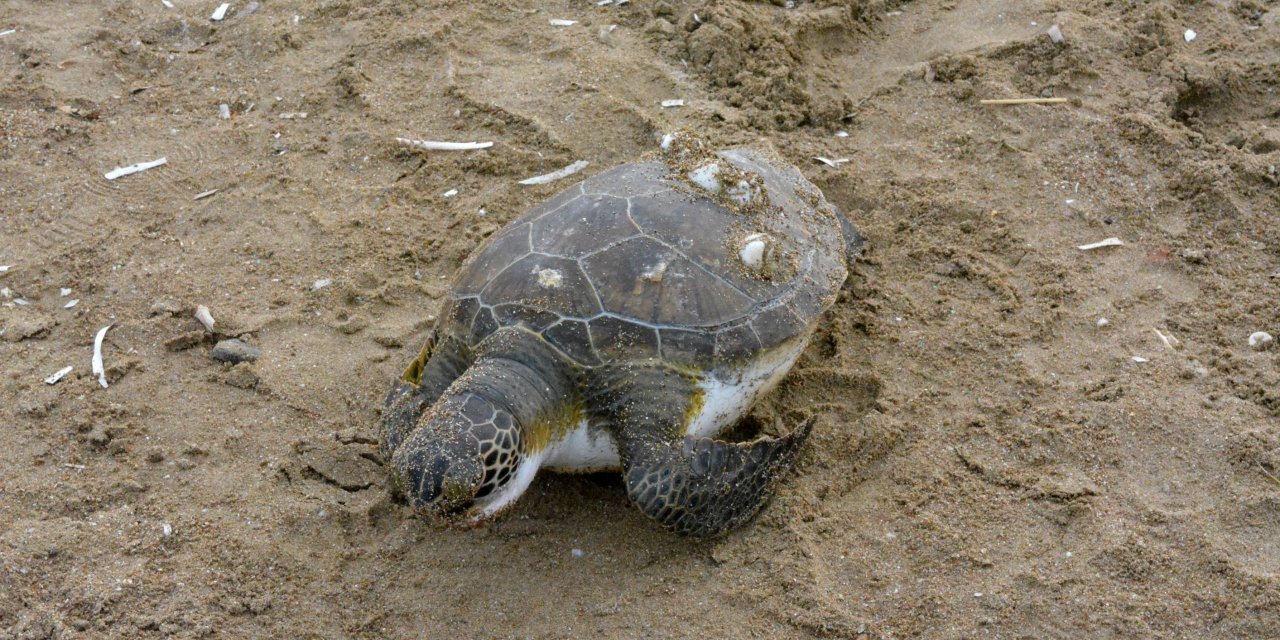 Bir haftada 5 ölü deniz kaplumbağası sahile vurdu