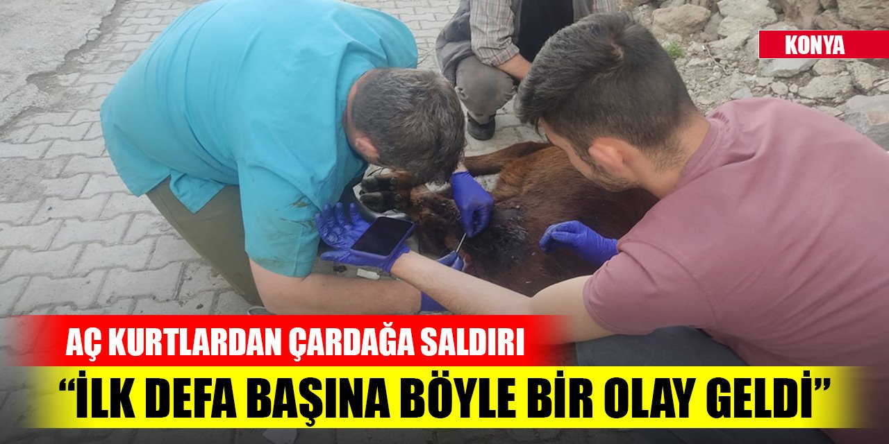 Konya'da aç kurtlardan çardağa saldırı... Hayvan sahibi: İlk defa başına böyle bir olay geldi