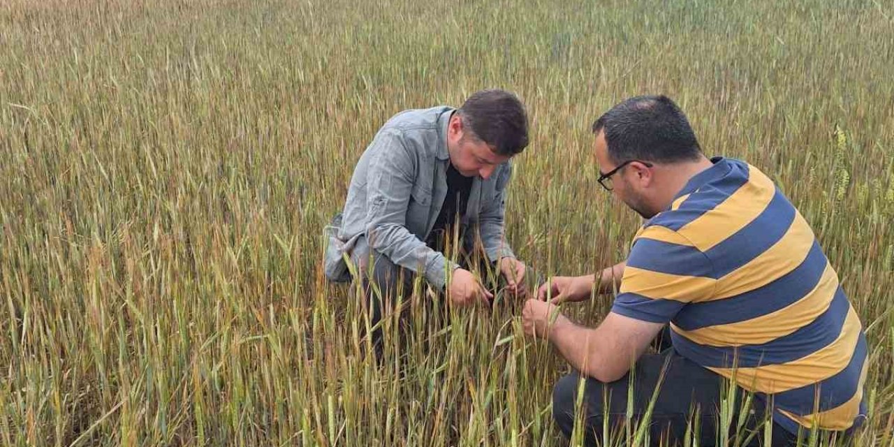 Konya'da tarım alanlarında hasar tespit çalışmaları sürüyor