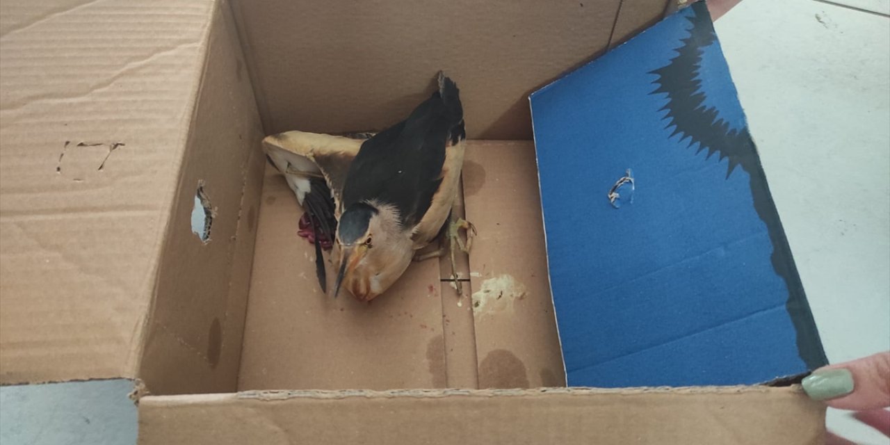 Konya Seydişehir'de yaralı balıkçıl kuşu bulundu