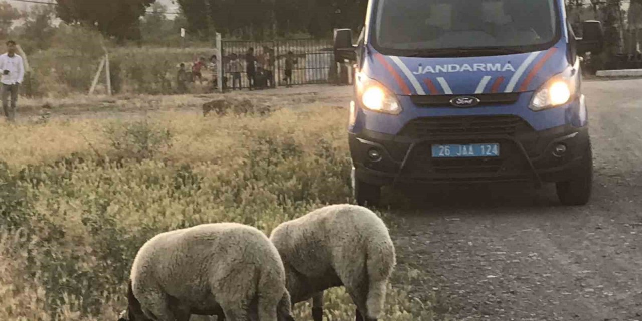 Kaybolan kurbanlık koyunları jandarma buldu