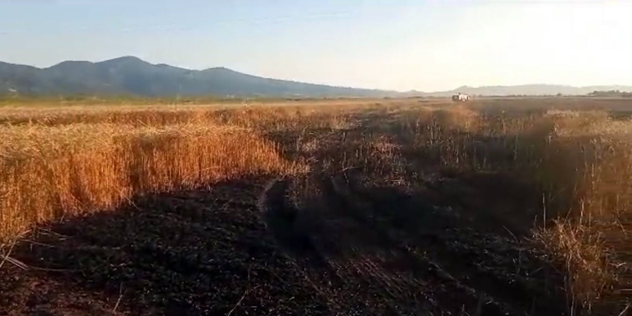 Buğday tarlasında yangın: 15 dönüm küle döndü