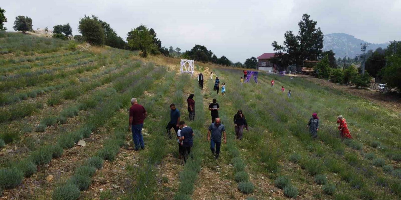 Kadın çiftçi devlet desteği ile çorak arazileri lavanta bahçesi yaptı