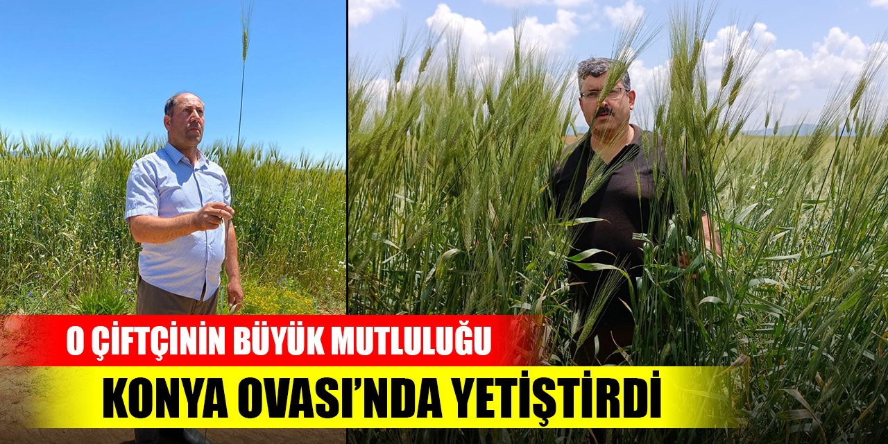 Konya'daki çiftçinin büyük mutluluğu... Boyunu geçti!