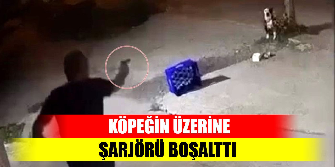 Dehşete düşüren görüntüler, köpeğe şarjörü boşalttı