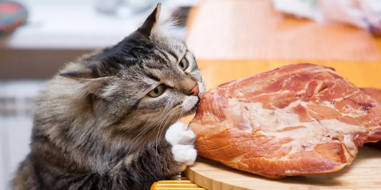 Kedilerin en çok sevdiği 7 yiyecek