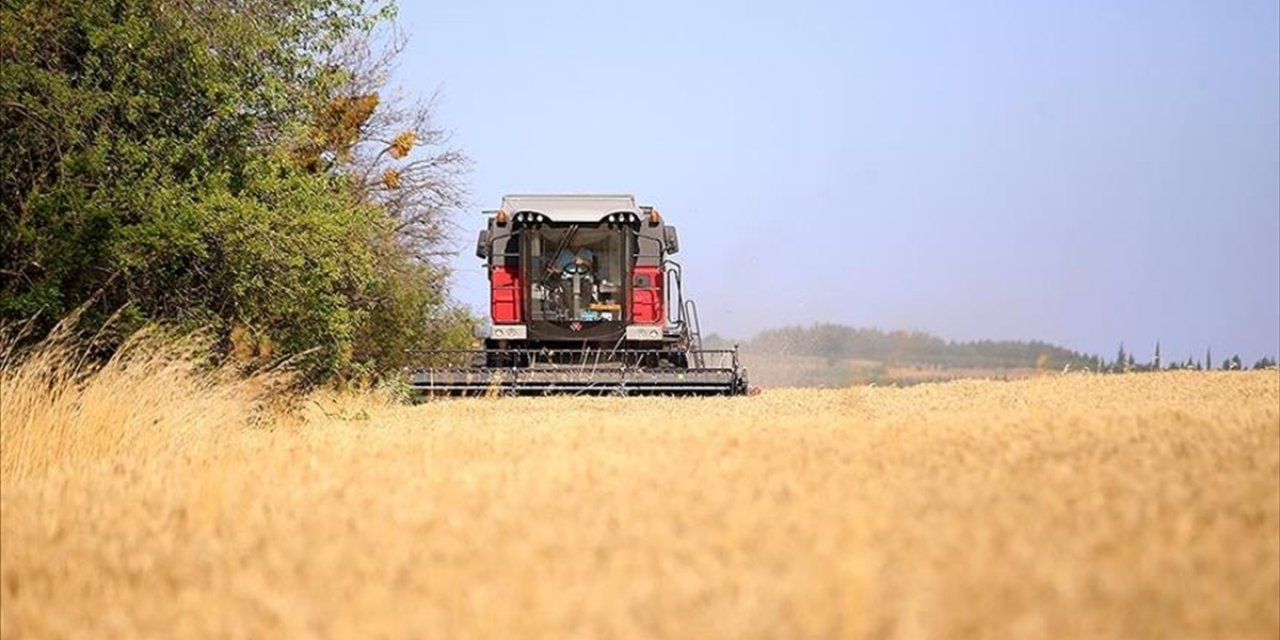 Buğdayda beklenen üretim miktarı açıklandı