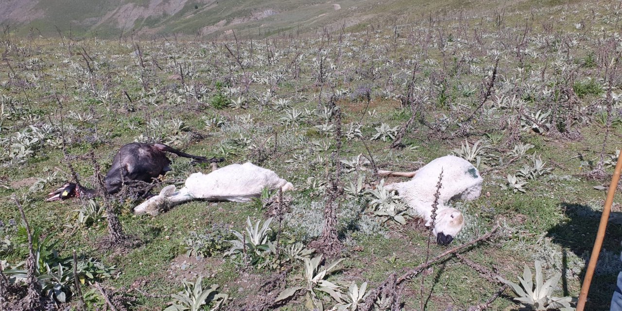 Yayladaki fırtınada 98 koyun soğuktan öldü