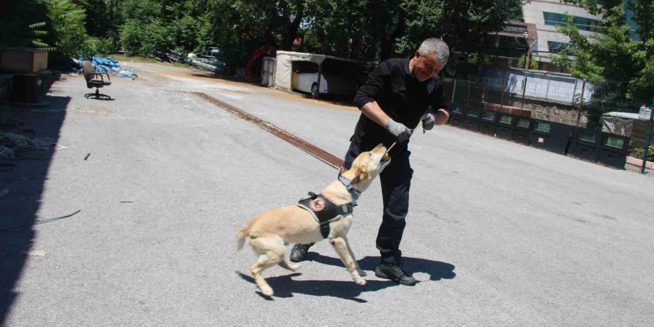 Uyuşturucu tacirlerinin korkulu rüyası ’Jack’