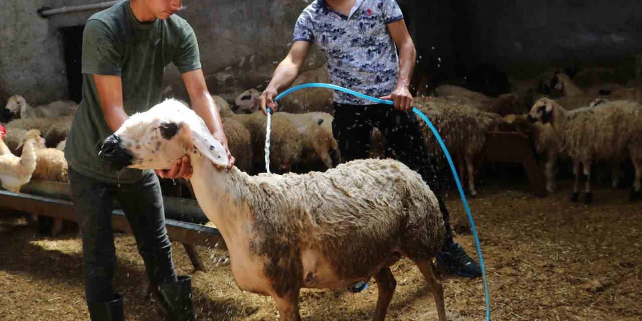 Sıcaklık 52 dereceye ulaştı, besiciler koyunları soğuk suyla yıkadı