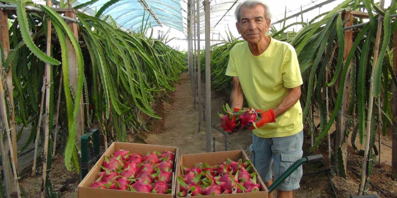 Mersin’de ejder meyvesinin hasadı başladı