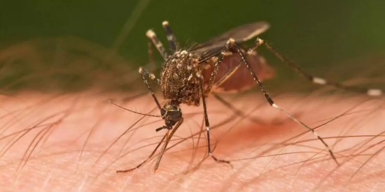Sivrisineklerden bulaşıyor... Vakalarda 8 kat artış!