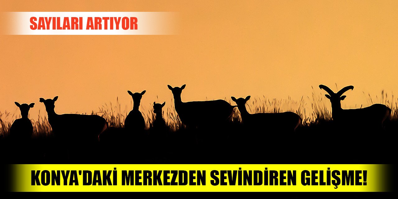 Konya'daki merkezden sevindiren gelişme! Sayıları artıyor