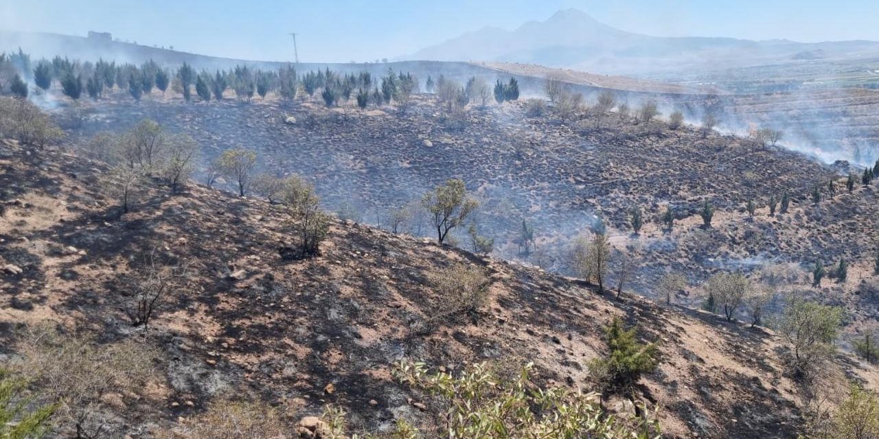 Komşu ilimizde yangın ormana sıçradı: 5 bin fidan zarar gördü