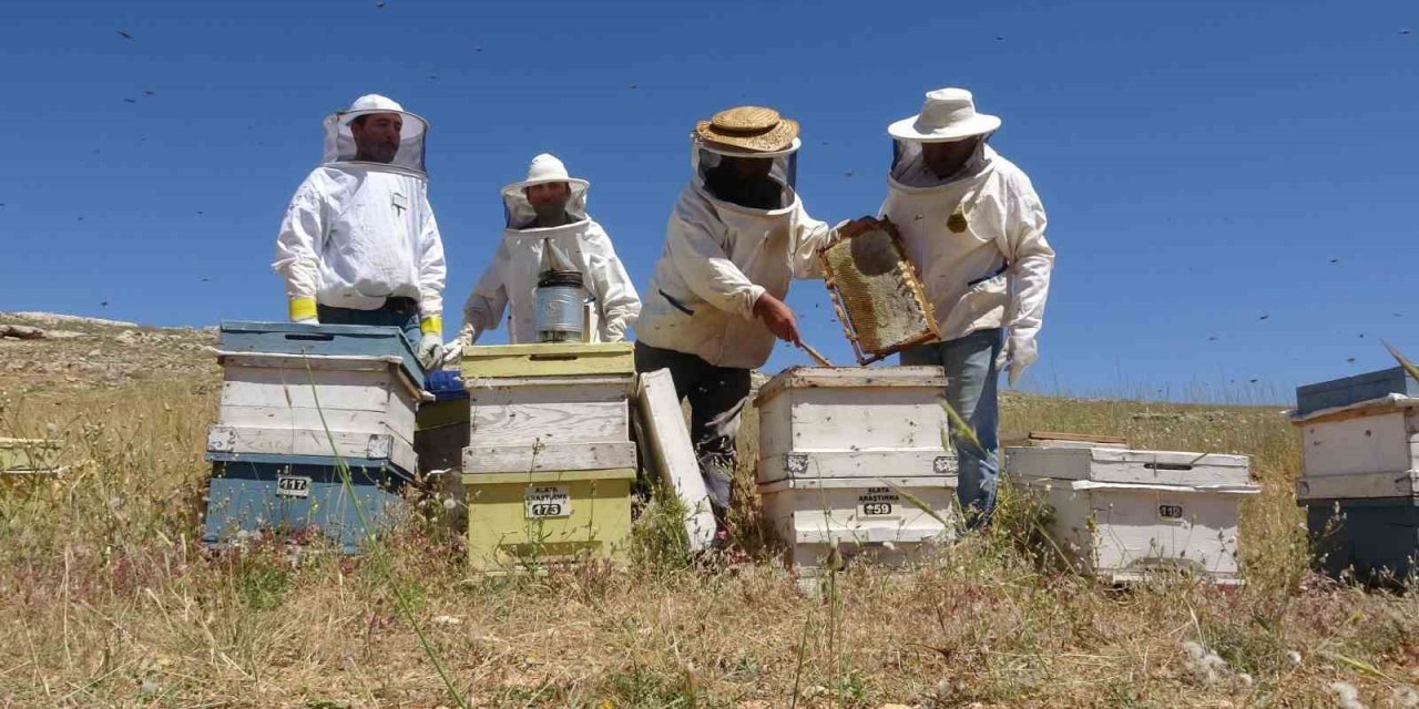 Endemik bitkili zengin florada üretilen yayla balı sağıldı... Veriler Konya ile paylaşılıyor