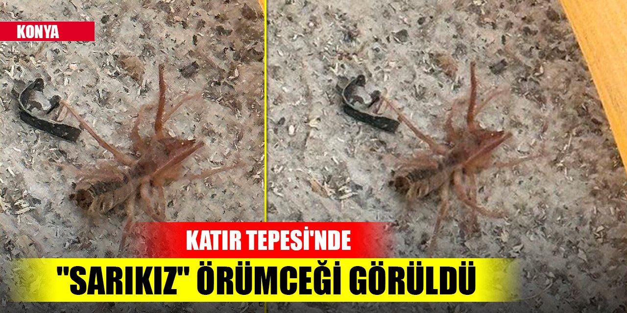 Konya’da Katır Tepesi'nde "Sarıkız" örümceği görüldü