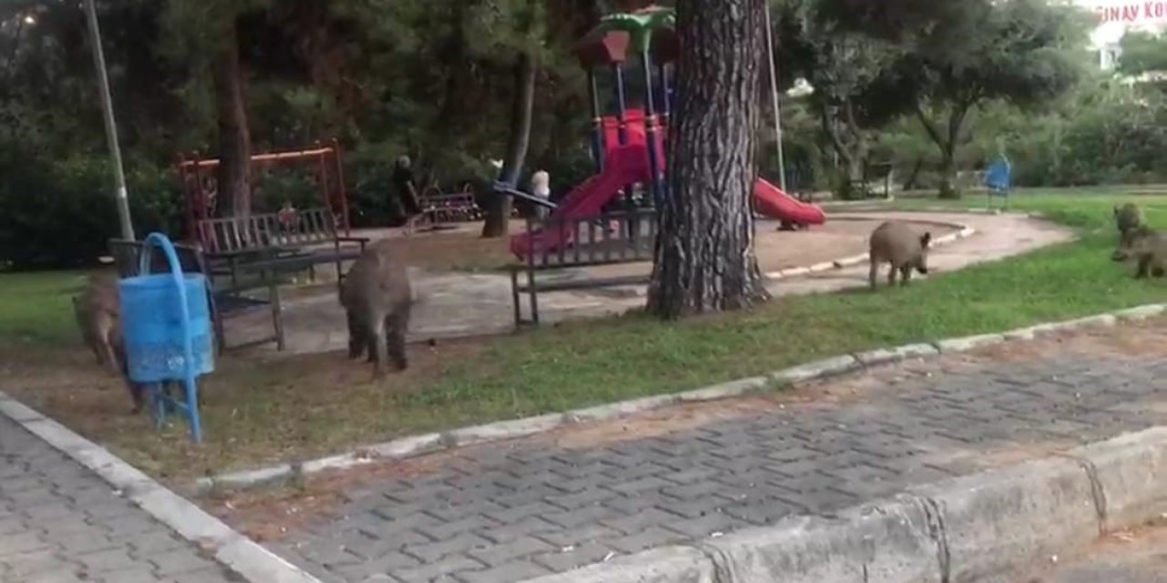 Çocuk parkını domuzlar bastı!
