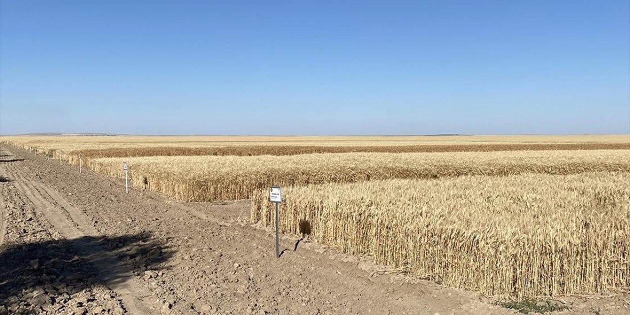 Konya’da yeni buğday ve arpa çeşitlerinin ekimi yapılıyor