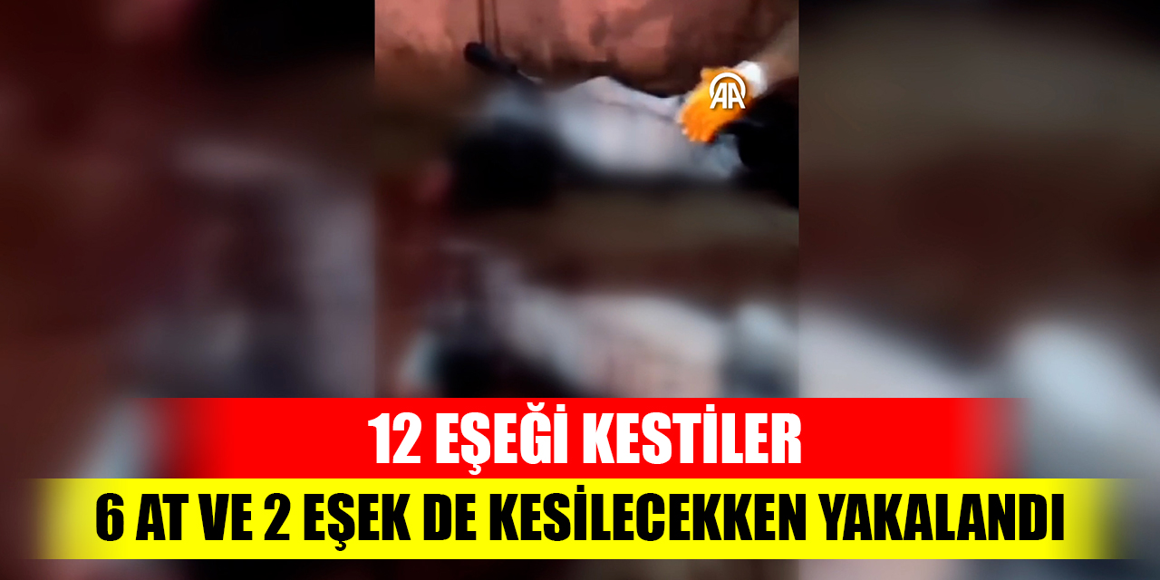 At ve eşekleri kesip kesip satmışlar