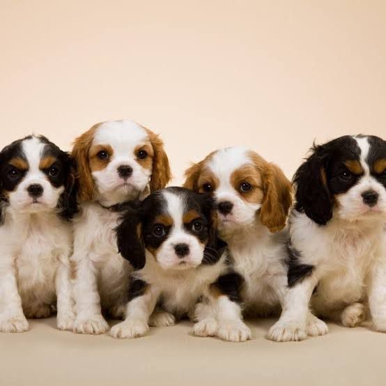 İngiliz köpeği Cavalier King Charles Spaniel hakkında bilnmesi gereken özellikler