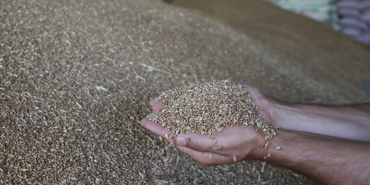 Buğdayın maliyeti geçen yıla göre yüzde 62 arttı