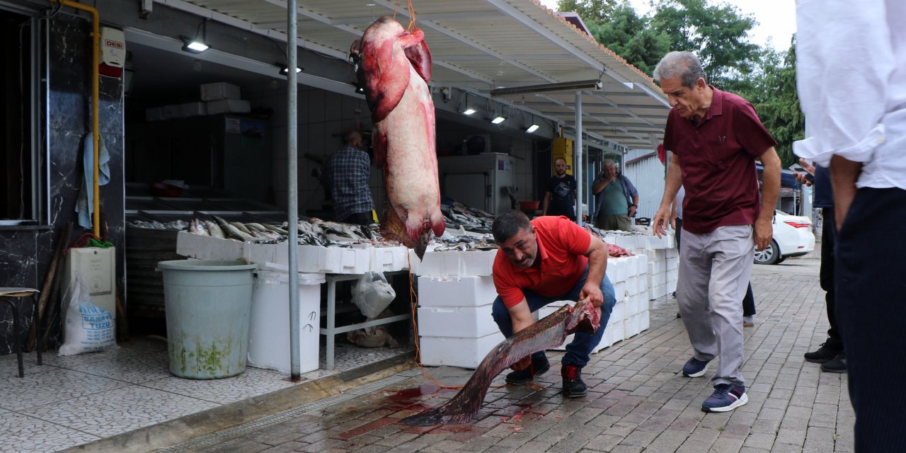 Samsun'da ağa takılan 2,5 metrelik yayın balığının kilogram fiyatı belli oldu