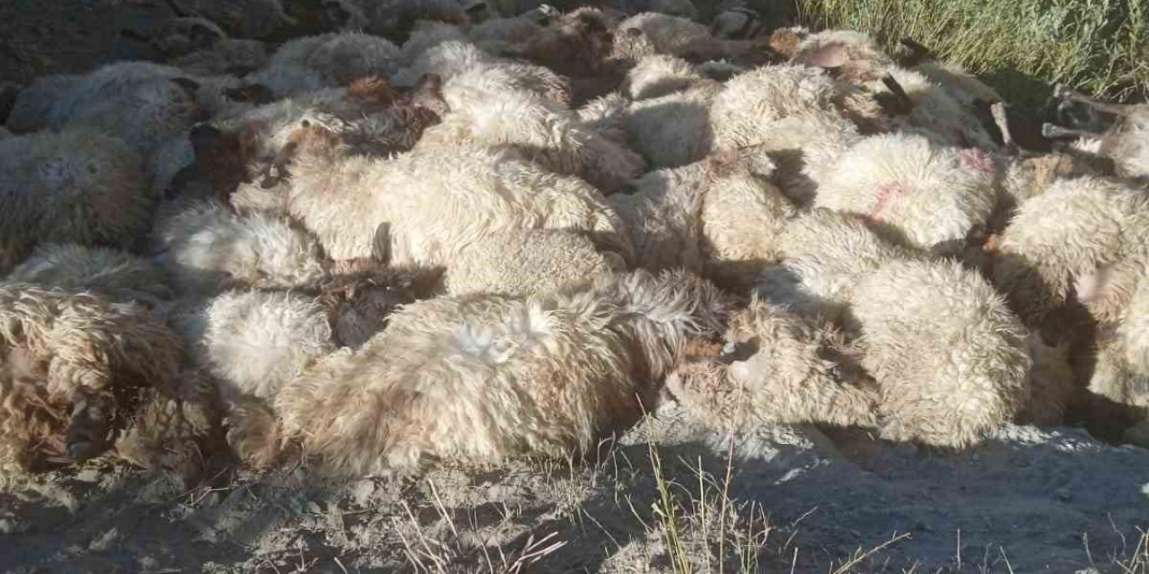 Kurtların saldırdığı 300 koyun birbirini ezerek telef oldu