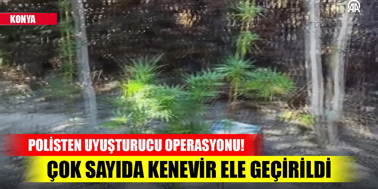 Konya'da polisten uyuşturucu operasyonu! Çok sayıda kenevir ele geçirildi