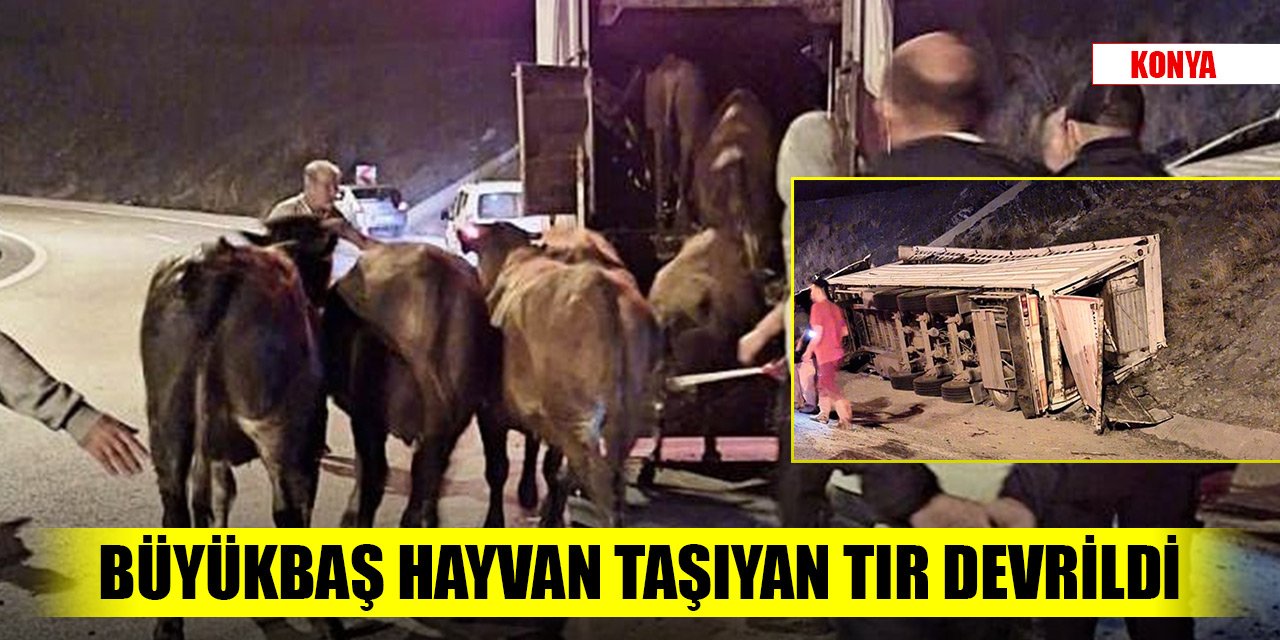Konya'da büyükbaş hayvan taşıyan tır devrildi