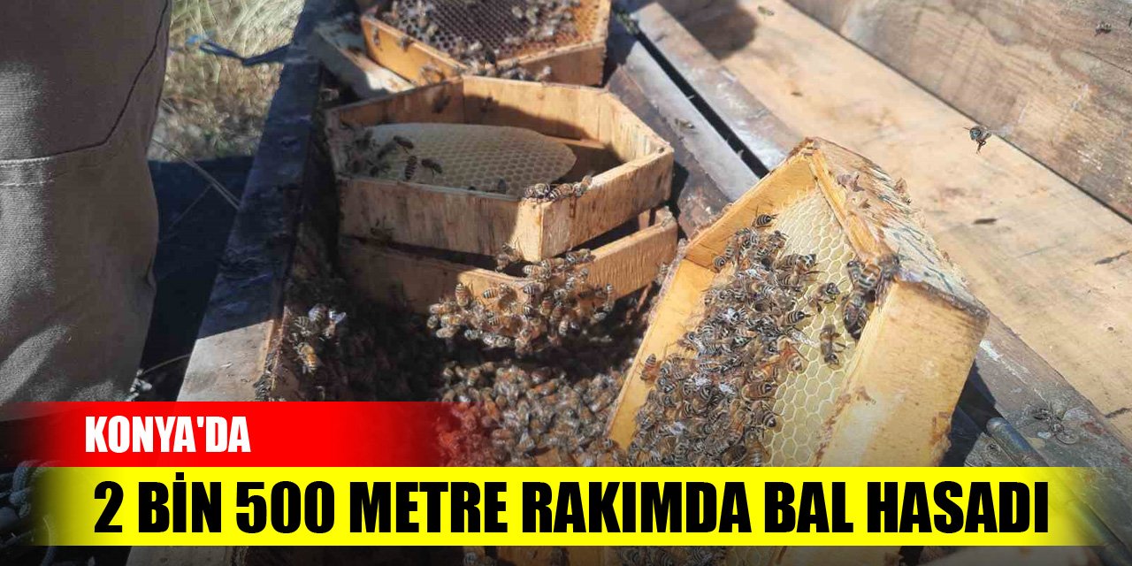 Konya'da 2 bin 500 metre rakımda bal hasadı