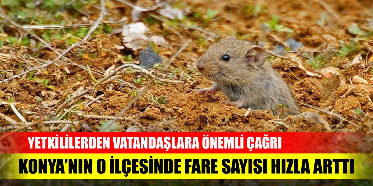 Konya’nın en büyük 6. ilçesinde faresi sayısı hızla artıyor