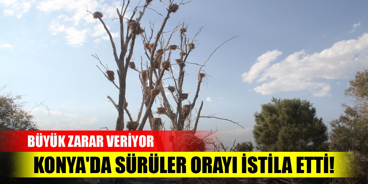 Konya'da sürüler orayı istila etti! Büyük zarar veriyor