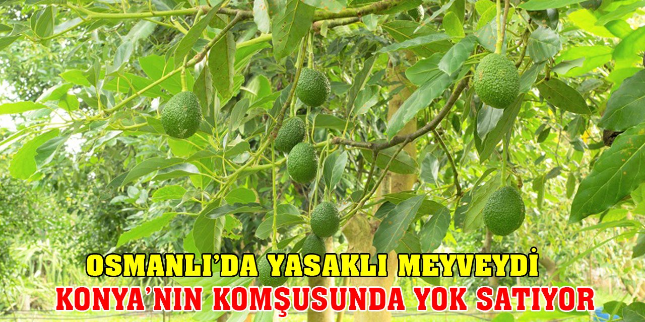 Osmanlı’da yasaklı meyveydi! Konya’nın komşusunda yok satıyor