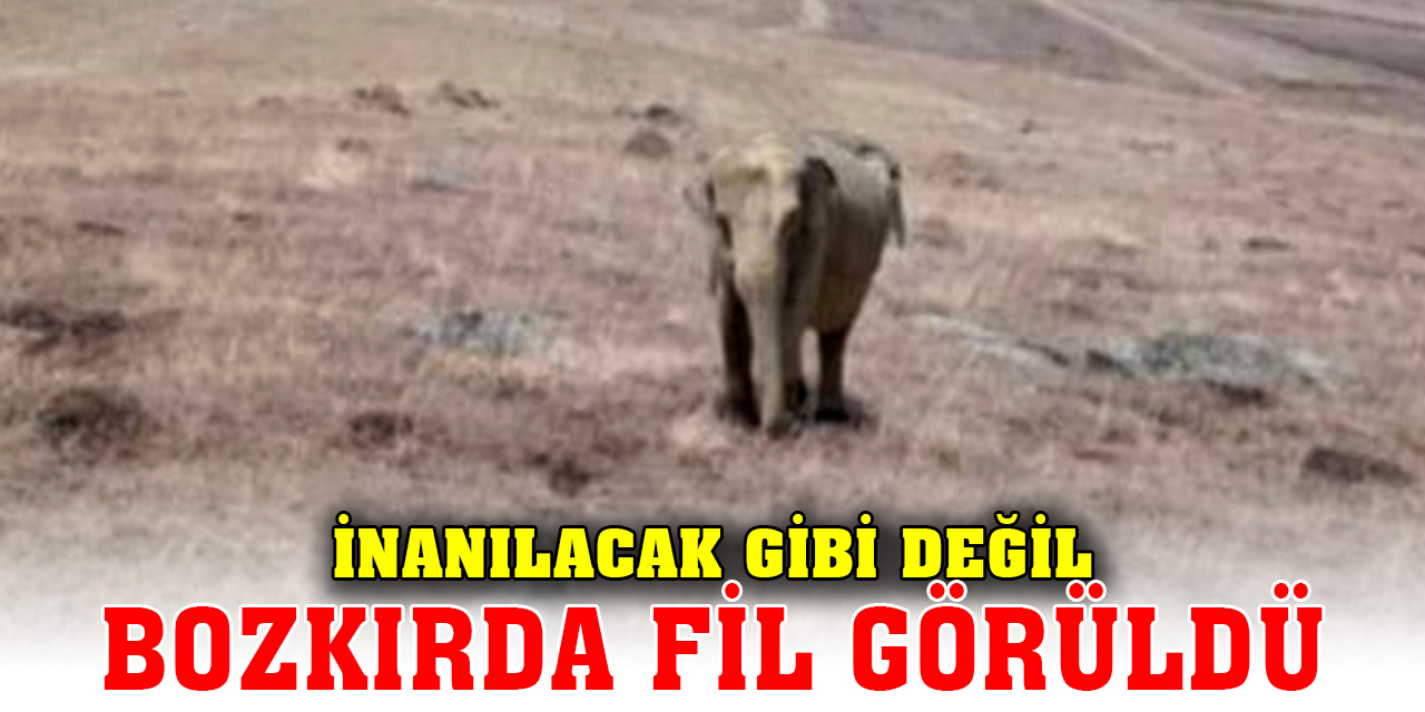 İnanılacak gibi değil; Bozkırda fil görüldü, şehir diken üstünde