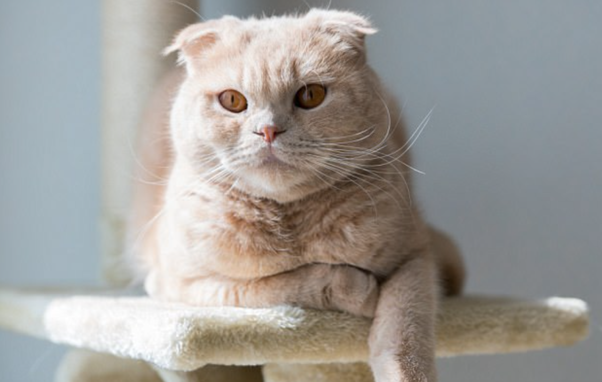 Scottish Fold Kedi Irkı Özellikleri Nelerdir?