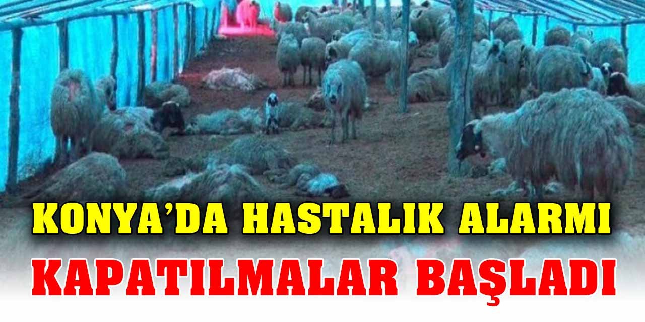 Konya’da çiçek hastalığı alarmı Bir Pazar kapatıldı diğerleri şüpheli…