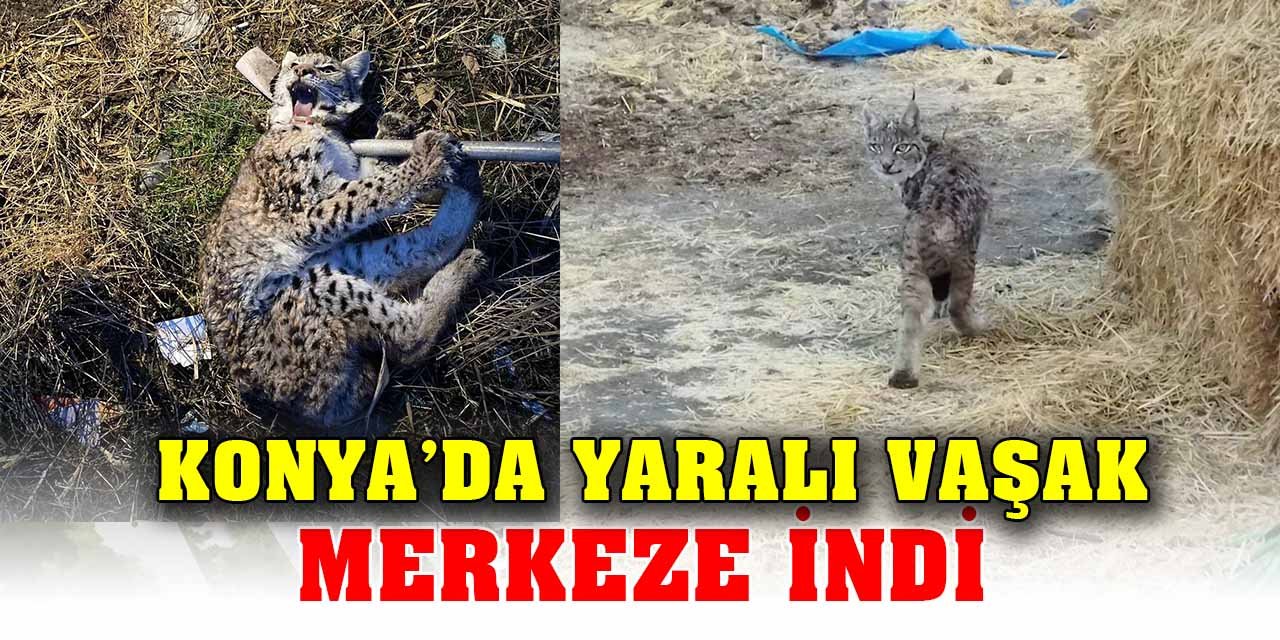 Konya’da yaralı vaşak merkeze indi