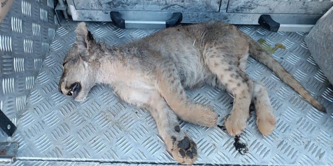 Şanlıurfa Siverek’te bitkin halde bulunan yavru aslan öldü