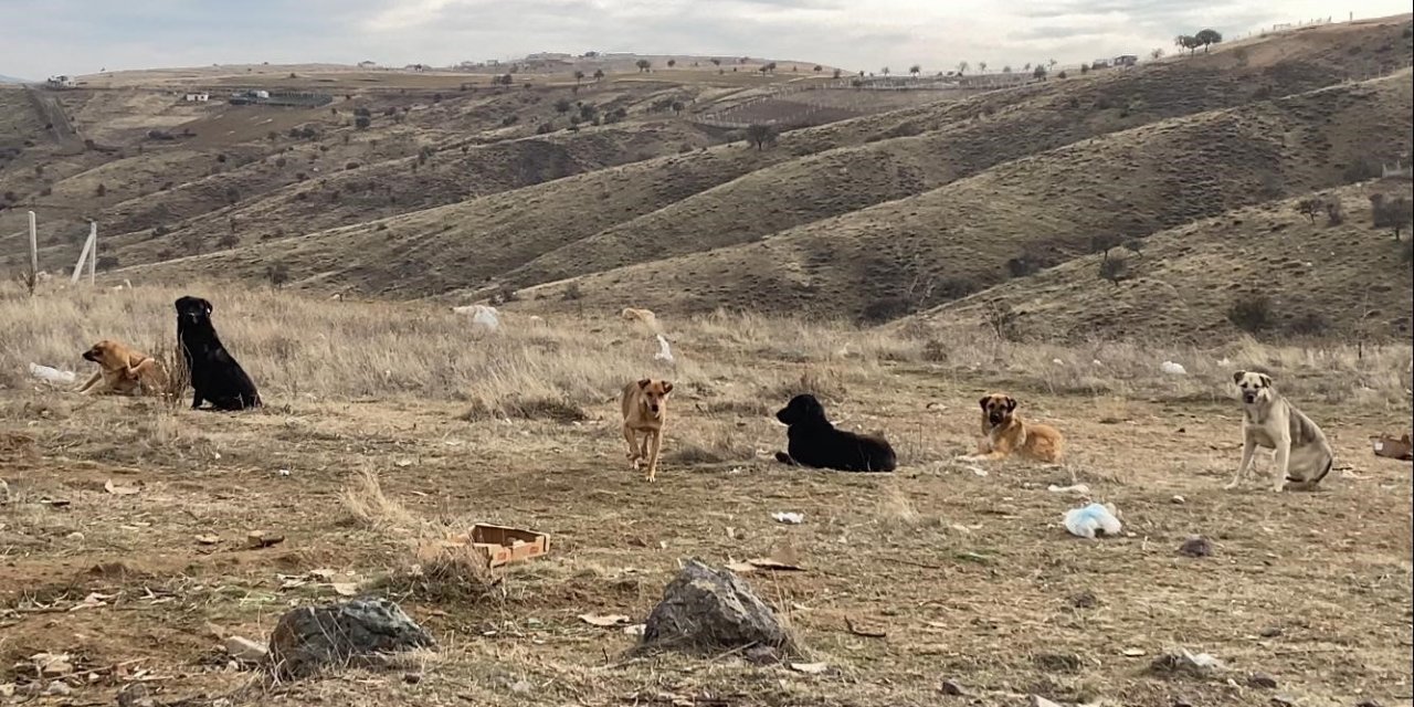 Ankara'nın farklı noktalarında başıboş köpek sürüleri havadan görüntülendi