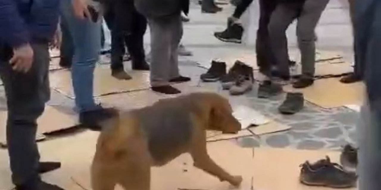 Kavga eden köpekler cemaatin arasını daldı