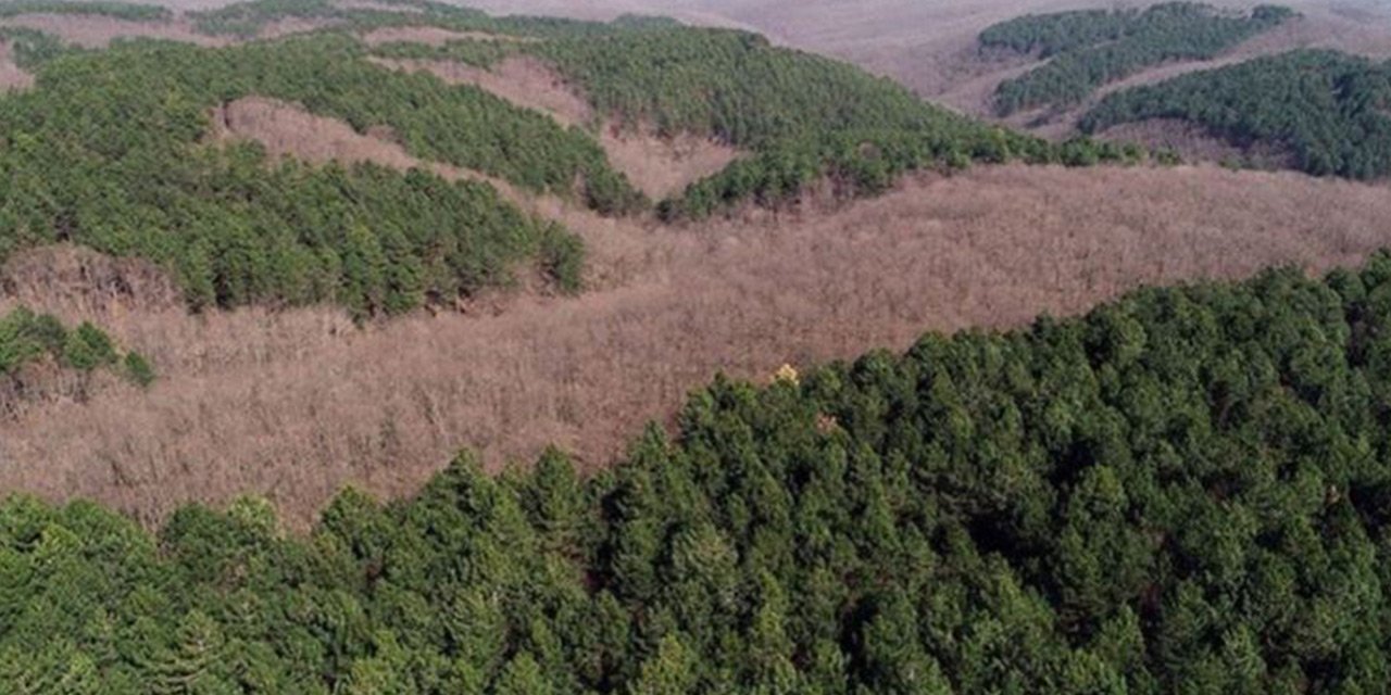 Konya dahil 13 ilde bazı alanlar orman sınırları dışına çıkartıldı