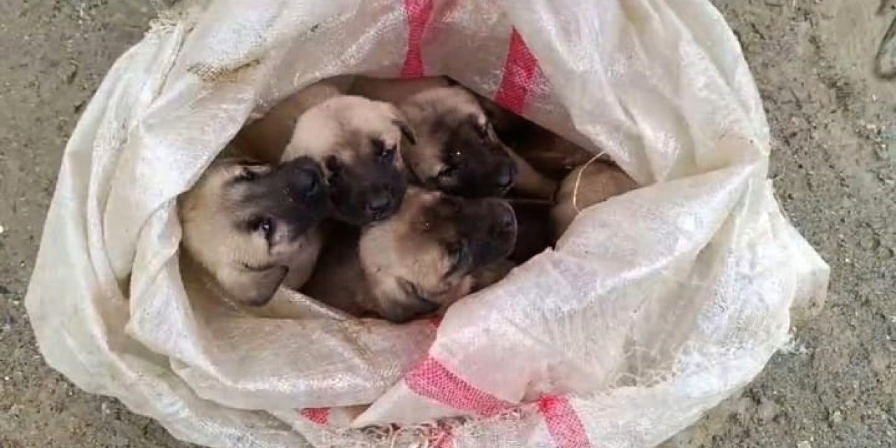 15 yavru köpek ağzı bağlanan çuvallara koyulup terk edildi
