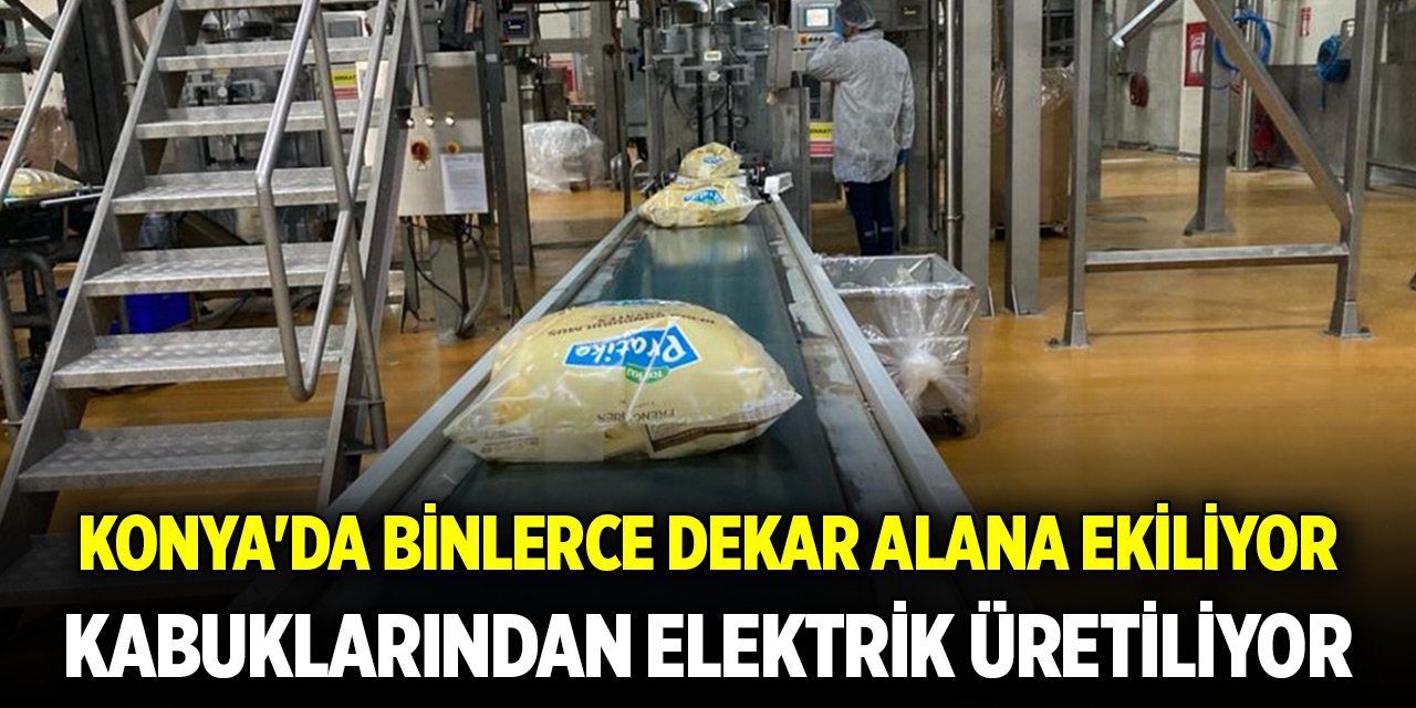 Konya'da binlerce dekar alana ekiliyor, kabuklarından elektrik üretiliyor