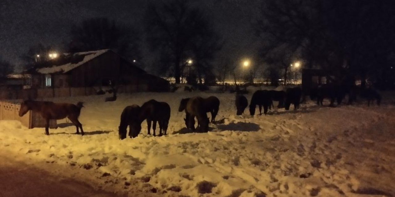 Karla kaplı yaylada aç kalan yılkı atları şehir merkezine indi