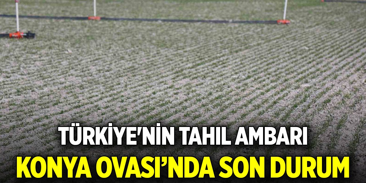 Türkiye'nin tahıl ambarı Konya Ovası’nda son durum