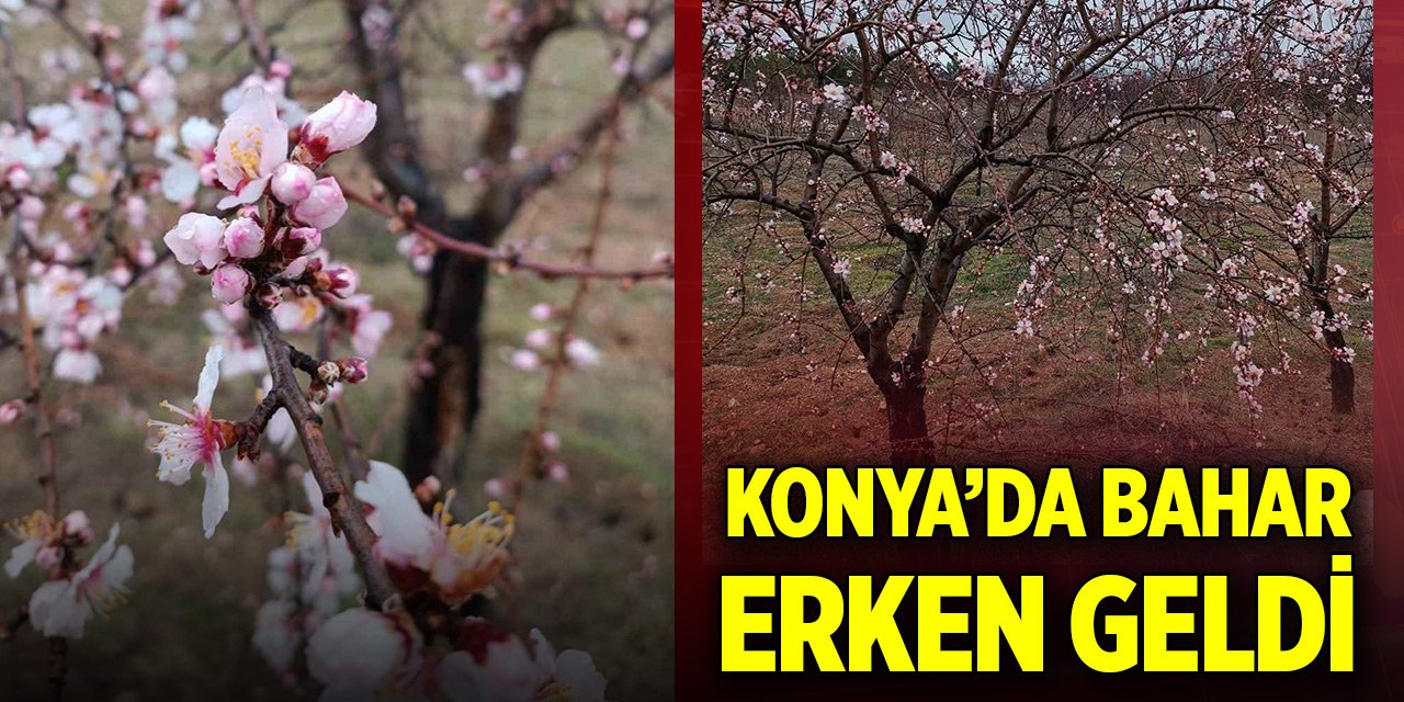 Konya’da bahar erken geldi! Ağaçlar çiçek açtı