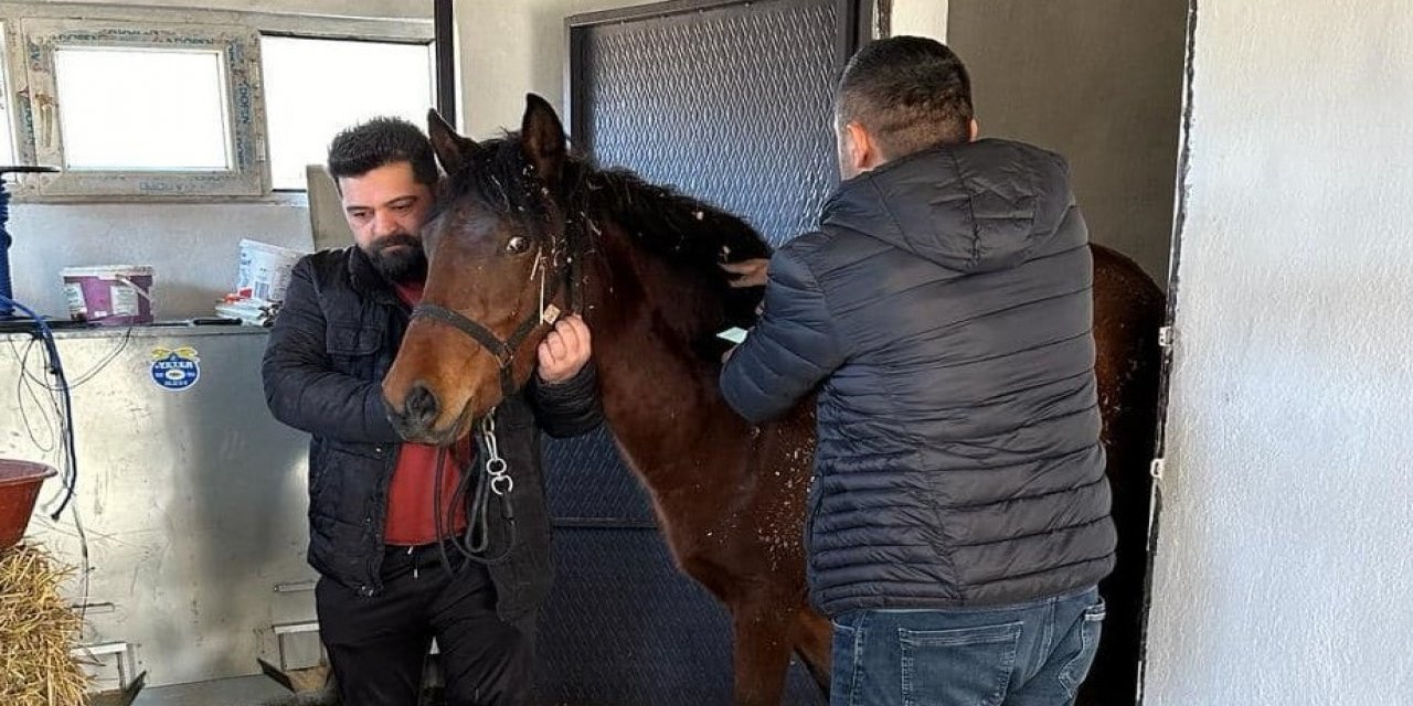 Konya'daki atlar tarandı