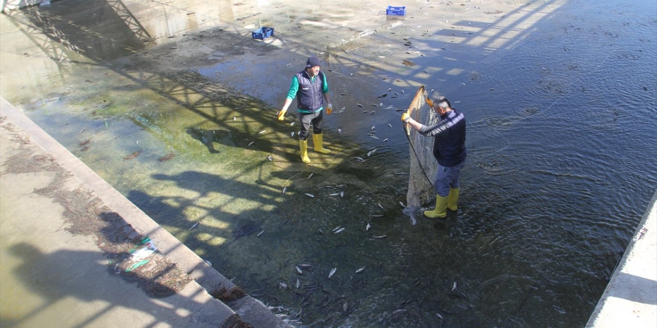 Beyşehir Gölü'nden kanala akan balıklar, görevlilerce toplanıp tekrar sulara salındı